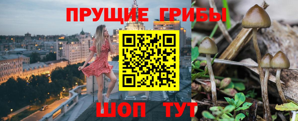 Псилоцибиновые грибы MAGIC MUSHROOMS  Вход с VPN  Псилоцибиновые грибы GOLDEN TEACHER  Норильск 